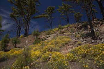 Flora of Gran Canaria - Lotus spartioides, endemic to the island, natural macro floral background 
