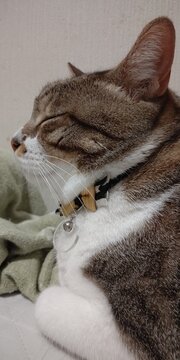 cat on the bed