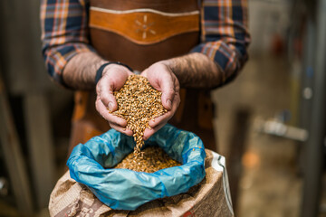 Master brewer examining the barley seeds before they enter production. Brewery technician with bag...