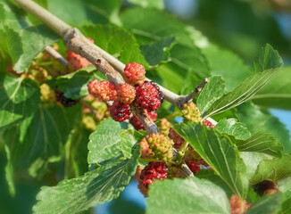 Reifende Maulbeeren