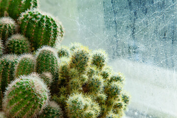 Green cactuses growing on window with small water drops
