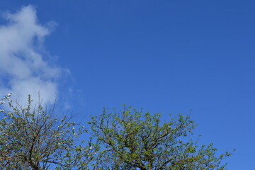 sky and tree