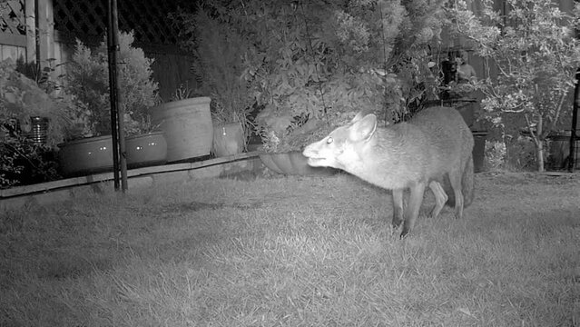 Infra red wildlife camera images of urban fox.
