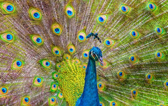 Peacock head with beautiful colorful feather background. Detail shot.
