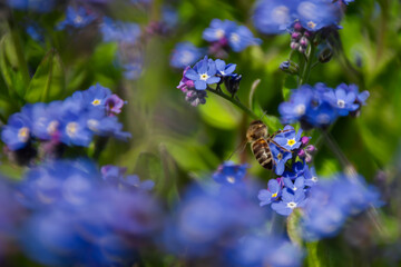 Myosotis flowers background. Blue flowers close-up in the garden. Cultivation of ornamental garden flowers. Beautiful natural background. Bee collects honey from garden fragrant flowers for honey