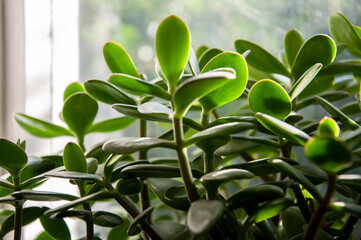 Beautiful tropical plant krassula or another named money tree is growing and blooming on the old window