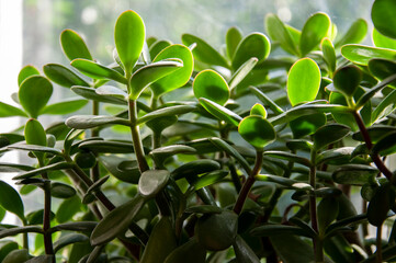 Beautiful tropical plant krassula or another named money tree is growing and blooming on the old window