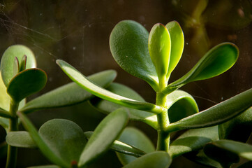 Beautiful tropical plant krassula or another named money tree is growing and blooming on the old window