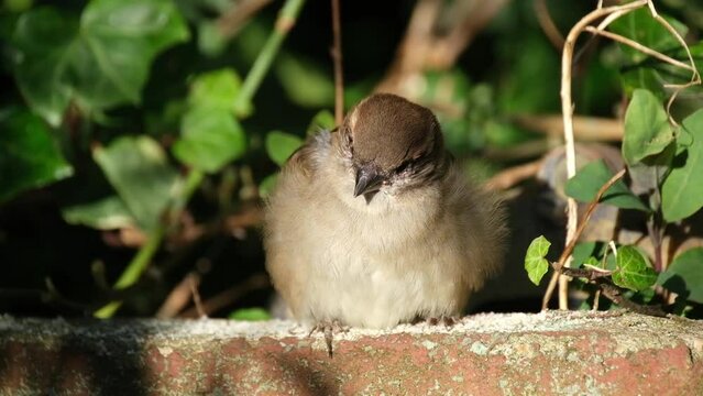 The house sparrow is a bird of the sparrow family Passeridae, found in most parts of the world. It is a small bird that has a typical length of 16 cm and a mass of 24&ndash;39.5 g. 
