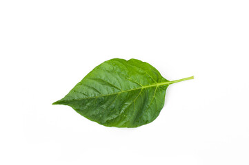 Fototapeta na wymiar Green chilli leaves isolated on white background.