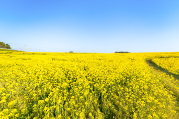 Obraz premium 満開の菜の花畑の丘の小道