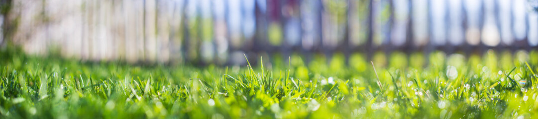 Natural strong blurry panorama background of green grass blades close up in the countryside. Pastoral scenery. Selective focusing on foreground