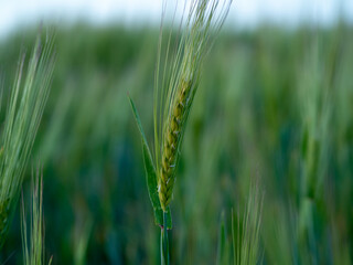 Field of young wheat at sunset. © Jakob
