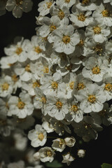 beautiful white flowers growing on a shrub in the sun. macro photography