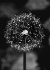 close up black and white photo of a fluffy dandelion. Macro shooting