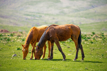 Horses gallop over mountains and hills. A herd of horses grazes in the autumn meadow. Livestock concept, with place for text.