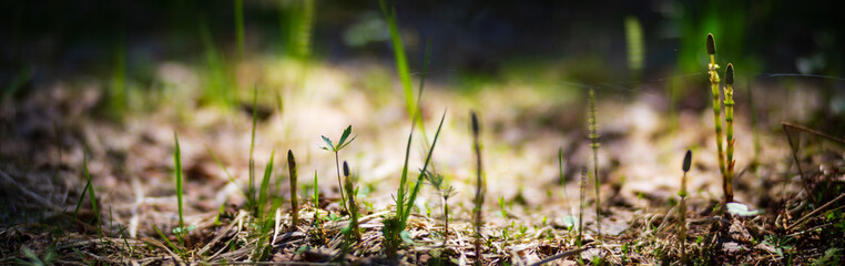 Panoramic banner background with closeup of forest plants and grass. Beautiful natural landscape. Selective focus in the foreground with a heavily blurred background with copyspace