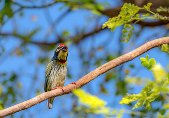 beautiful colourful bird in wildlife The coppersmith barbet, also called crimson-breasted barbet and coppersmith