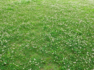 初夏の公園の広場に咲く一面の白詰め草