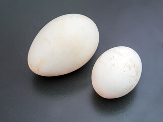 Goose and duck eggs on a dark stone background. Waterfowl eggs. Close-up
