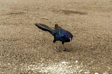 Male grackle.