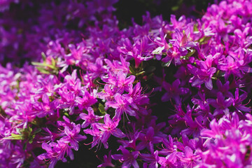 Close up flowers background colorful purple