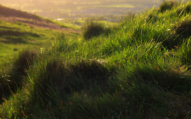 Grass in a field in the hills of England