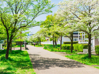 郊外の住宅地　新緑の生活道路