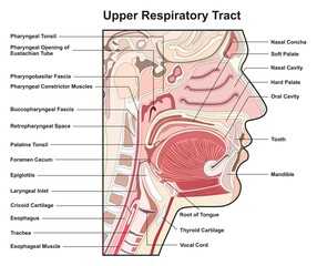 Upper respiratory tract infographic diagram for medical anatomy physiology science education details part of human body respiratory system respiration concept cross section chart scheme - obrazy, fototapety, plakaty