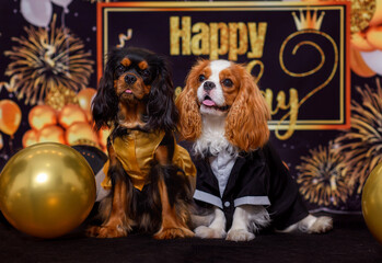 dog cavalier king charles spaniel celebrates birthday on a festive background with balloons