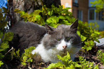 Fat shaggy homeless cat basking in the sun in the grass