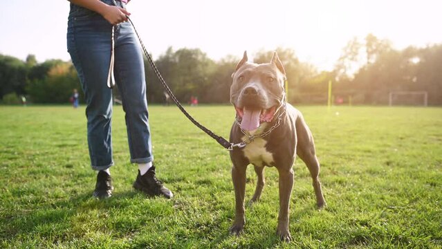 Young woman is on the walk with her pitbull dog outdoors