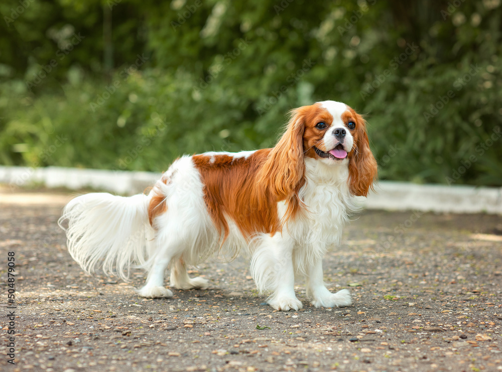 Wall mural dog cavalier king charles spaniel for a walk in summer