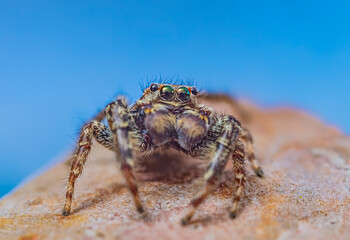 Extreme magnification - Jumping spider portrait, front view