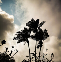 Backlit palm tree.