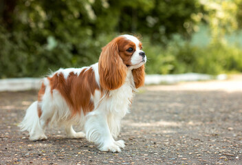 dog cavalier king charles spaniel for a walk in summer