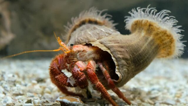 Hermit crab walking on sea bottom. Sea Anemone sitting on the shell.