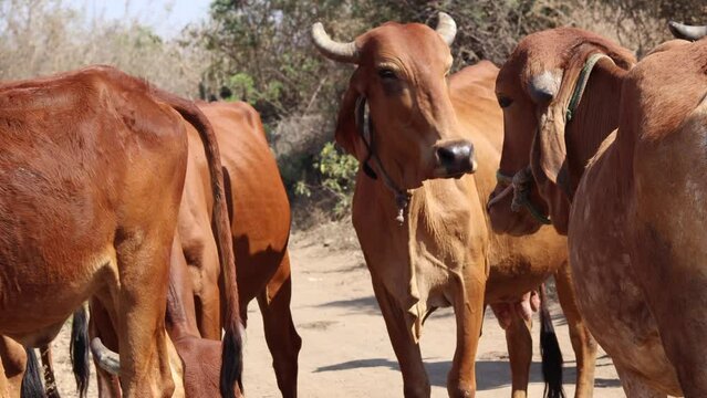 Gyr cattle of Brazil - cows grazing. Brown Cow eating Grass grass field close. Cute Indian Gir cow herd walking on country road outdoor in the nature. Gujarat India countryside.cow eating in a meadow.
