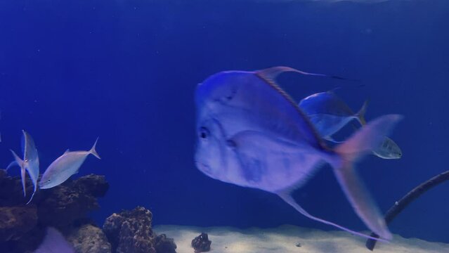 School Of Lookdown Fish Swimming Inside The Aquarium. - close up