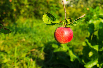 Ripe apple on a twig with a green garden in the background