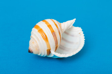 Beach seashells on colored background. Mock up with copy space