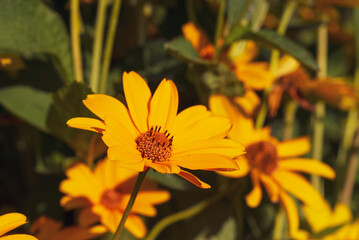 Summer flowering of yellow flowers of garden plants