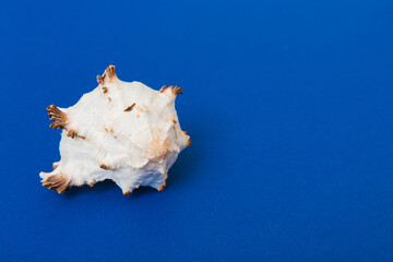 Beach seashells on colored background. Mock up with copy space