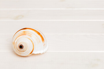 Beach seashells on colored background. Mock up with copy space