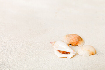 Beach seashells on colored background. Mock up with copy space