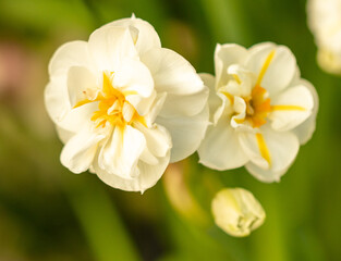 Fototapeta na wymiar Beautiful white flower in nature.
