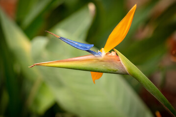 Strelitzia royale in the park.