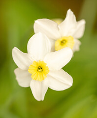 Beautiful white flower in nature.