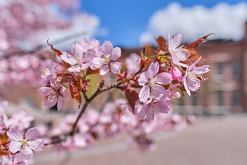 Cherry blossoms in Tampere