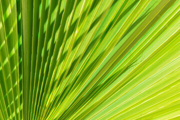 Palm tree leaf abstract